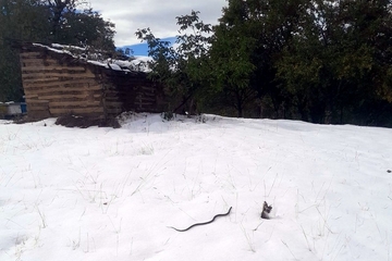 Usred snijega VIĐENA ZMIJA, narodno vjerovanje kaže da je to znak