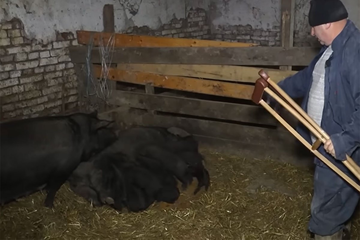 Krmača oprasila 22 prasića: Stočar na 13. prestao da broji (VIDEO)