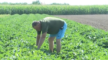 SEMBERIJA ODLIČNA ZA PROIZVODNJU BATATA Prodaje se po cijeni  od sedam do osam maraka po kilogramu