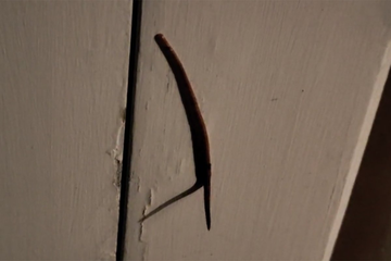 Snimio čudno stvorenje na vratima: "Ne sviđa mi se kako se kreće" (VIDEO)