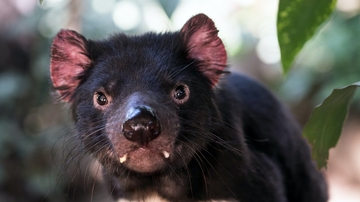 Tasmanski  đavoli rođeni na australskom kopnu nakon više od 3000 godina