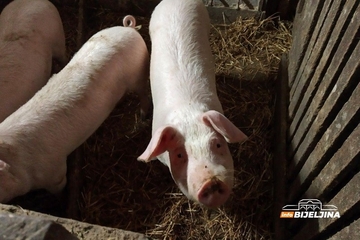 Bum pred Vaskrs: Raste cijena jagnjadi i prasića u Srpskoj