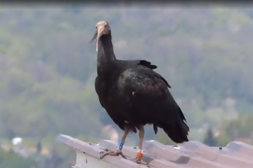 Najrjeđa ptica na svijetu odletjela iz BiH i uginula (VIDEO)