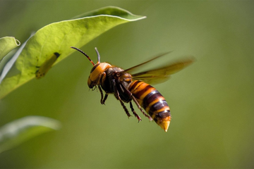 Šta uraditi kada vas ubode stršljen? Jedna stvar je ključna