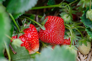 Evo kolika je dnevnica berača jagoda u Hrvatskoj, najviše ih dolazi iz BiH
