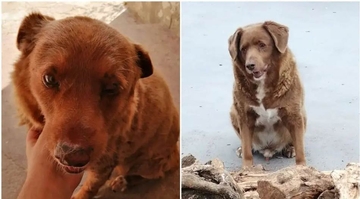 Ušao u Ginisovu knjigu rekorda: Sa 30 godina, portugalski Bobi najstariji pas na svijetu