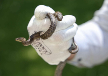 U Srpskoj OGRANIČENE KOLIČINE seruma protiv zmijskog otrova