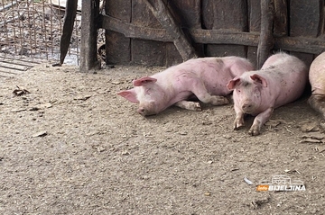 Semberski farmer prodao sve: Hoće li pred Đurđevdan i Markovdan biti nestašice  kvalitetnih prasadi?