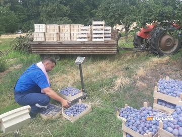 Rekordna berba na Majevici: Voćari zadovoljni uspjehom uprkos suši i izazovima