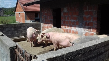 NASTAVLJA SE TREND POSKUPLJENJA SVINJSKOG MESA: Prekomjerni i nekotrolisani uvoz proizvodnju doveo na ivicu isplativosti