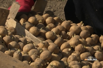 Ključni koraci za uspješnu proizvodnju krompira