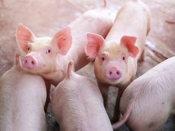 Srbija ukida carinu na uvoz prasadi