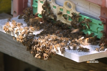 Pčelari u Semberiji planiraju ujedinjenje, izgubili 1.300 društava: “Analize pokazale da je lani postojao neki okidač”