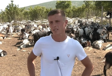 Mladi Marijo sam čuva 1.000 koza: Srećan je čovjek, proda sve što proizvede (VIDEO)