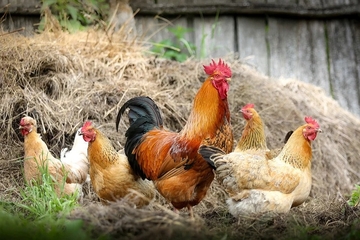 Vrućina ubila trećinu od svih kokošaka u Crnoj Gori, šteta milionska