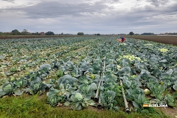 Semberski proizvođači kupusa nezadovoljni cijenom: Koliko košta kilogram, a koliko džak? (FOTO)