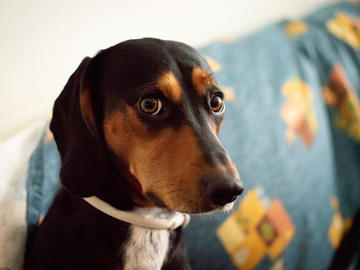 Pas izazvao eksploziju u stanu: Uključio šporet, pa izašao na terasu