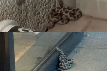 Najotrovnija evropska zmija viđena u centru grada u Srbiji (VIDEO)