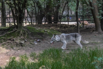 Žena u teškom stanju nakon napada vukova u zoološkom vrtu "Toiri"