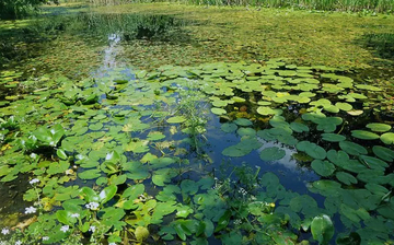 Bijeljina: U ponedjeljak prezentacija Nacrta plana restauracije za Zaštićeno stanište „Gromiželj“