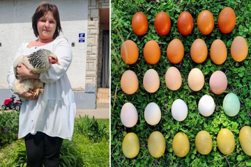 Emina neće farbati jaja za Vaskrs: Njene koke nose ih u raznim bojama