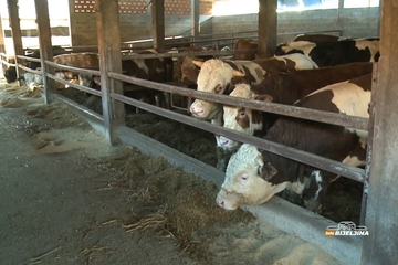 Tov junadi u Semberiji bilježi rast, dobra i cijena: Šta je stočare motivisalo da napune farme?