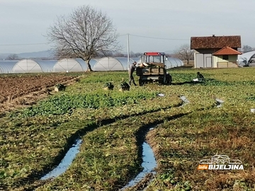 Mensuru Hadžiću iz Janje kupci dolaze na kućni prag: Špinat bere gotovo cijele godine