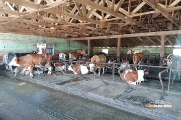 Vrućina smanjila proizvodnju mlijeka na semberskim farmama: “Goveče bolje podnosi -15 nego +40”