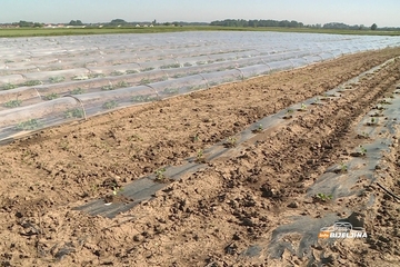 Semberski povrtari gube bitku sa uvozom: Bore se sa lošim vremenom, a onda preniskim cijenama