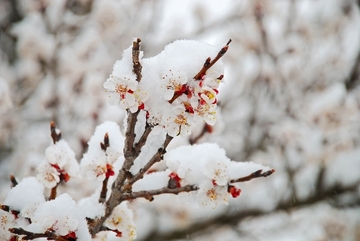 Ko je Baba Marta: Temperamentna starica koja se pominje i danas