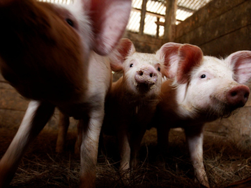 Drugi slučaj afričke kuge svinja u zvorničkom naselju