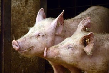 Svinjska kuga utjerala strah u kosti farmerima