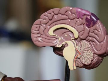 Svjesnost nakon smrti? Naučnici tvrde da mozak ostaje aktivan duže nego što se mislilo