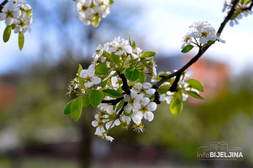 Voćni zasadi u Semberiji pretrpjeli štetu, mraz će znatno smanjiti prinos