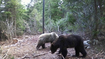 KOŠNICE NA METI MEDVJEDA: Miris meda i nektara mami divlje životinje, od početka godine 23 napada