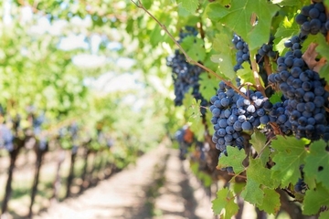 Vinogradar u jednom mjesecu zaradio 145 prosječnih plata