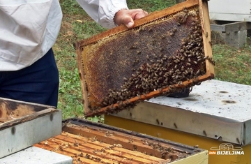 Pčelari širom BiH odustaju od posla: Klimatske promjene guše proizvodnju meda