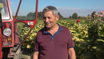 Savići generacijama proizvode duvan u Semberiji: “U djedovo vrijeme radilo se ručno, a danas nema zarade”