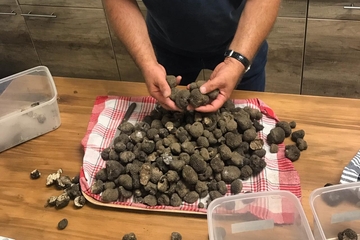 POTENCIJAL NEDOVOLJNO ISTRAŽEN U SEMBERIJI Kilogram na tržištu košta od 300 do 4.000 evra 