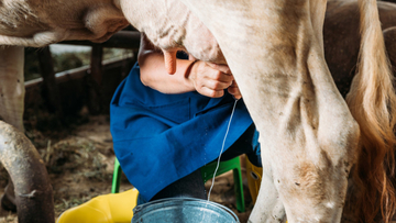 U decembru prikupljeno za 1,9 odsto manje kravljeg mlijeka