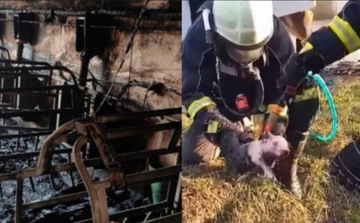 Bijeljina: Pogledajte kako vatrogasci spašavaju prase na farmi u Čađavici (VIDEO)