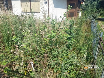 Sve više Semberaca alergično na ambroziju, ljekari savjetuju kako se zaštititi