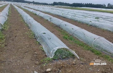 Povrtari u Semberiji očajni: "Cijene niske, prinosi prepolovljeni, ni uloženo nećemo povratiti" /FOTO/