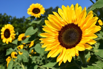 Danas sunčano uz malu oblačnost