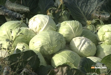 Ove sorte kupusa su najgori izbor za kiseljenje i zimnicu