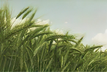 Divljač i sitni glodari zimi nanose najviše štete voćnjacima