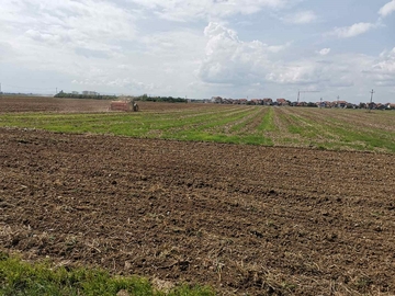 Semberski ratari sve više siju uljanu repicu: Isplativa kultura koja daje sigurnu računicu