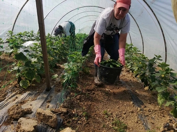 POSKUPLJENJA repromaterijala i NELOJALNA konkurencija ugrožavaju domaće povrtare