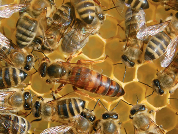 Manje pčelinjih košnica u Srpskoj: Savez pčelara upozorava na ozbiljne gubitke