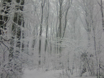 Banjalučanin pronašao djecu u šumi: Brat (12) i sestra (8) kilometrima lutali